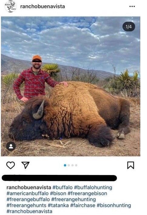 Bisonte cazado en Coahuila