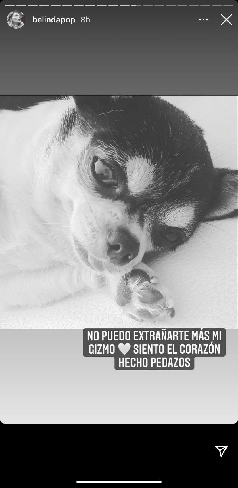Gizmo perrito de Belinda