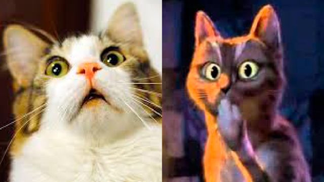 Gato sorprendido por fiesta de cumpleaños que termina en covid