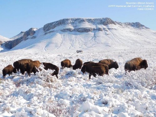 Manada de bisontes en Coahuila