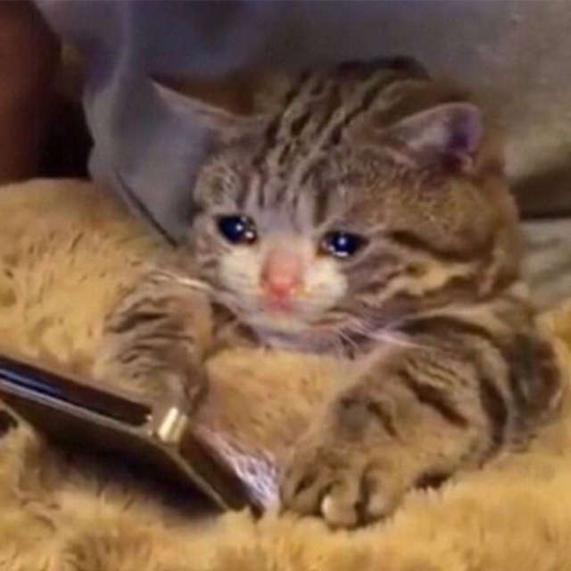 Meme gato llorando