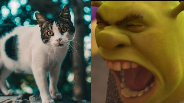 Gato y meme Shrek Wey no