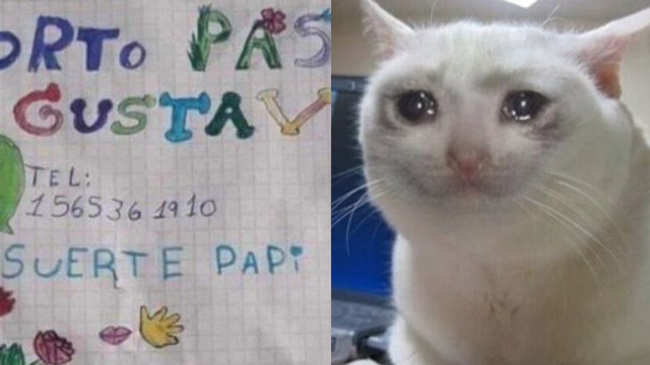 Cv dibujo meme gato