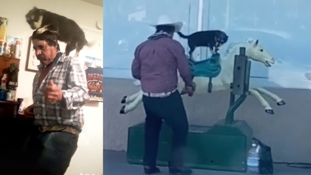 Perrito montando un caballo mecÃ¡nico video