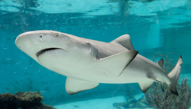 Tiburón