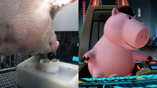 Cerdos jugando videojuegos