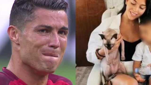 cristiano ronaldo gato jet privado veterinario atropellado