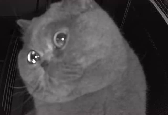 China: Gato Fu Fu llorÃ³ porque lo dejaron solo en la casa