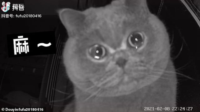 Gato llorÃ³ porque lo dejaron solo y lo graban en video