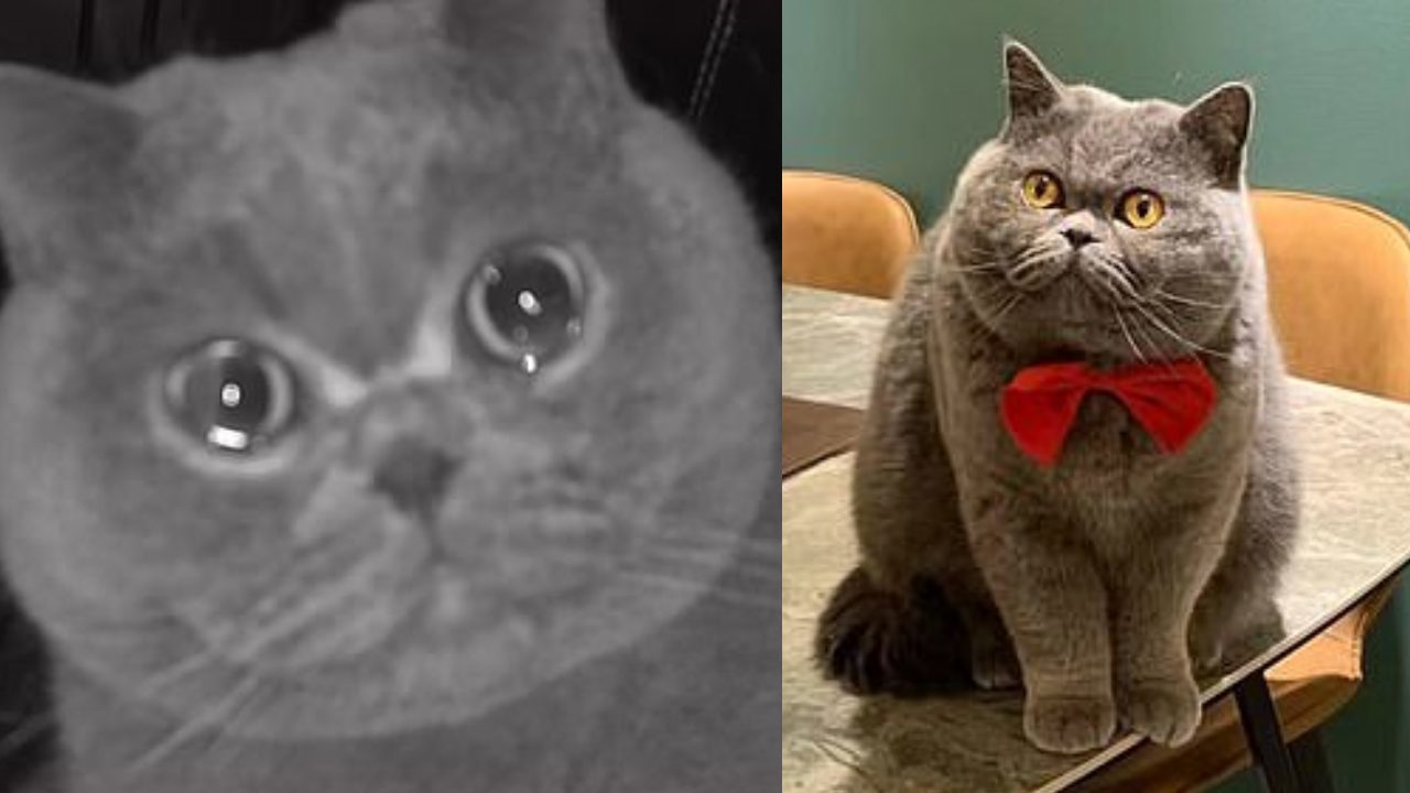 Gato Fu Fu llorÃ³ frente a la cÃ¡mara porque sus dueÃ±os lo dejaron solo durante vacaciones