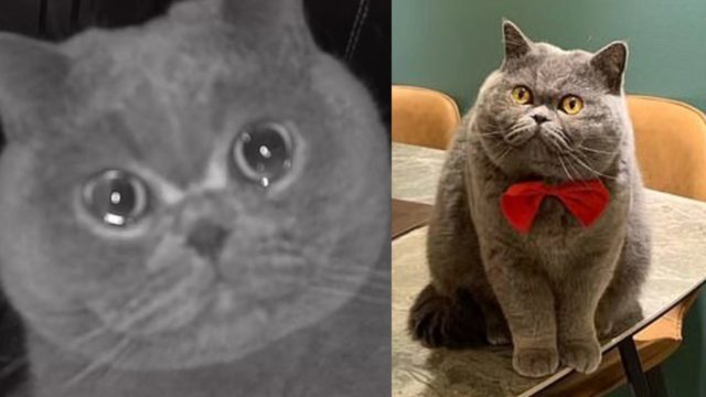 Gato Fu Fu llorÃ³ frente a la cÃ¡mara porque sus dueÃ±os lo dejaron solo durante vacaciones