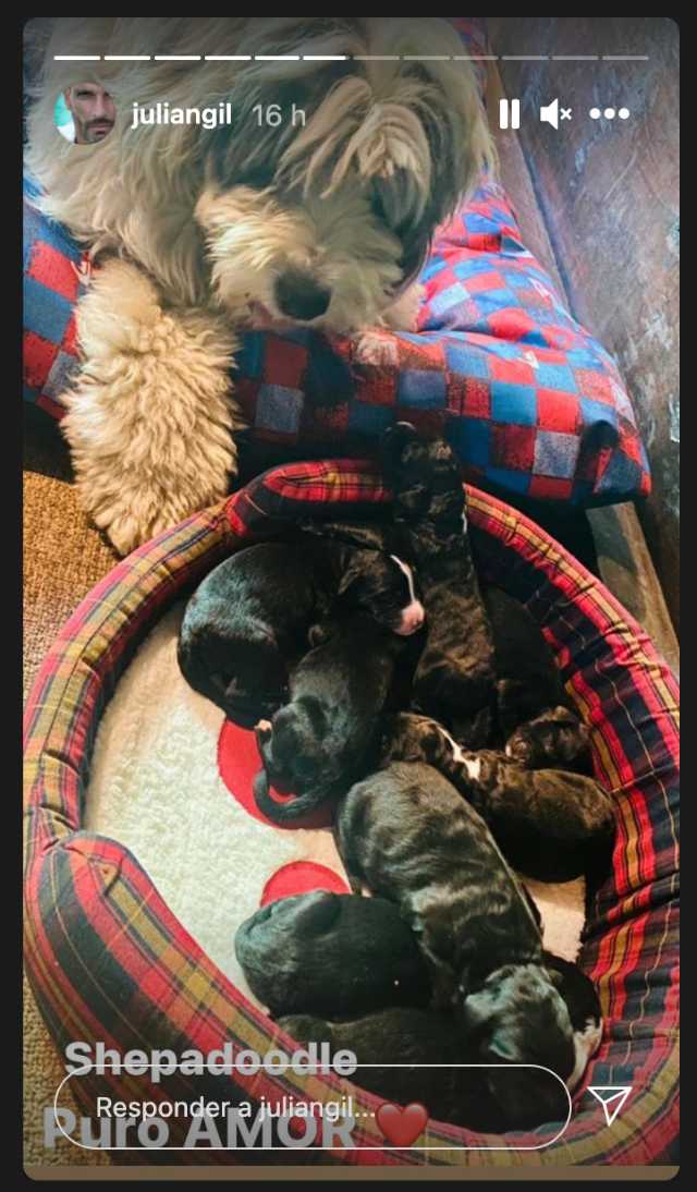 Julián Gil presenta a sus perros