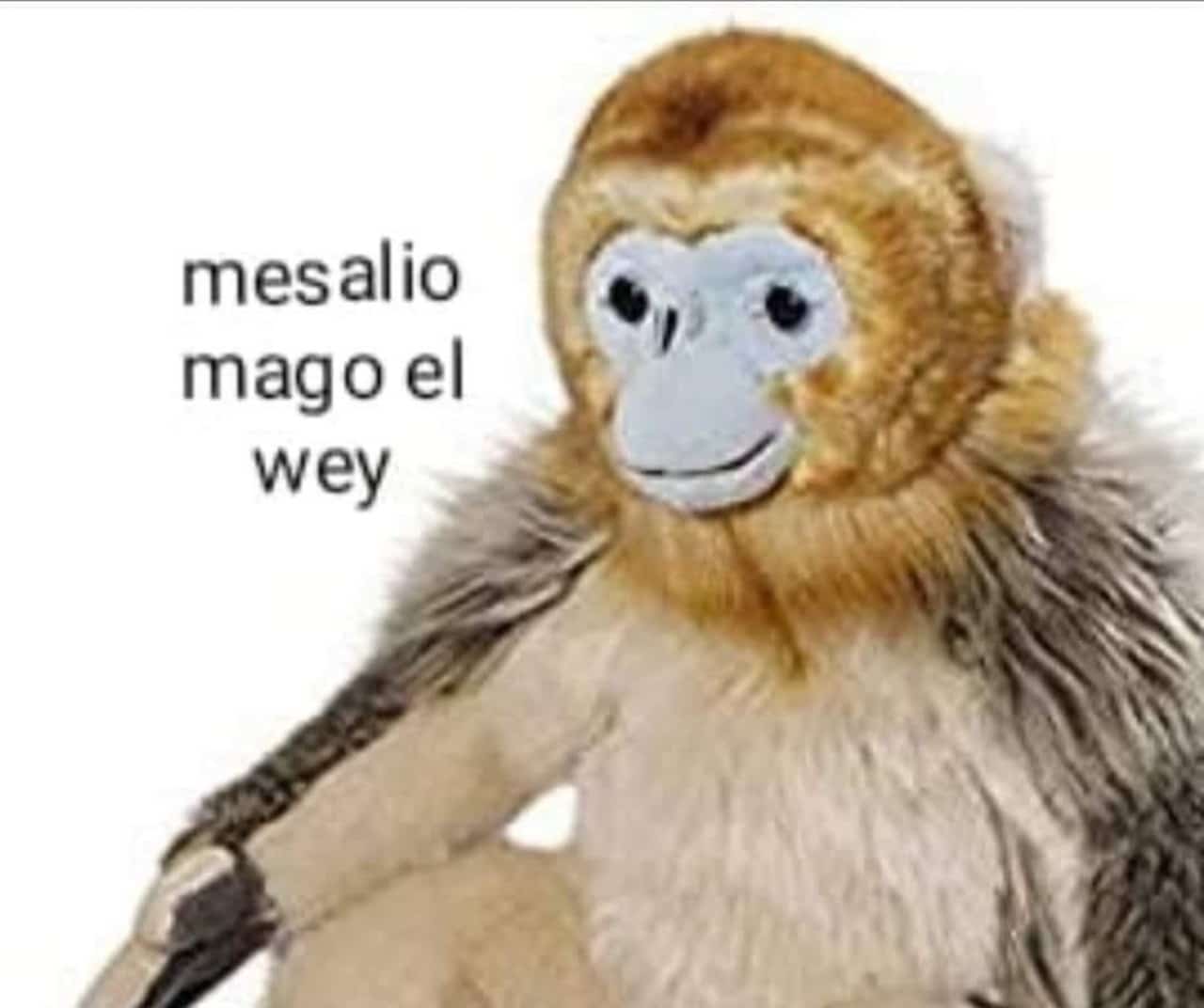 mejores memes lupe joakín changos mascota