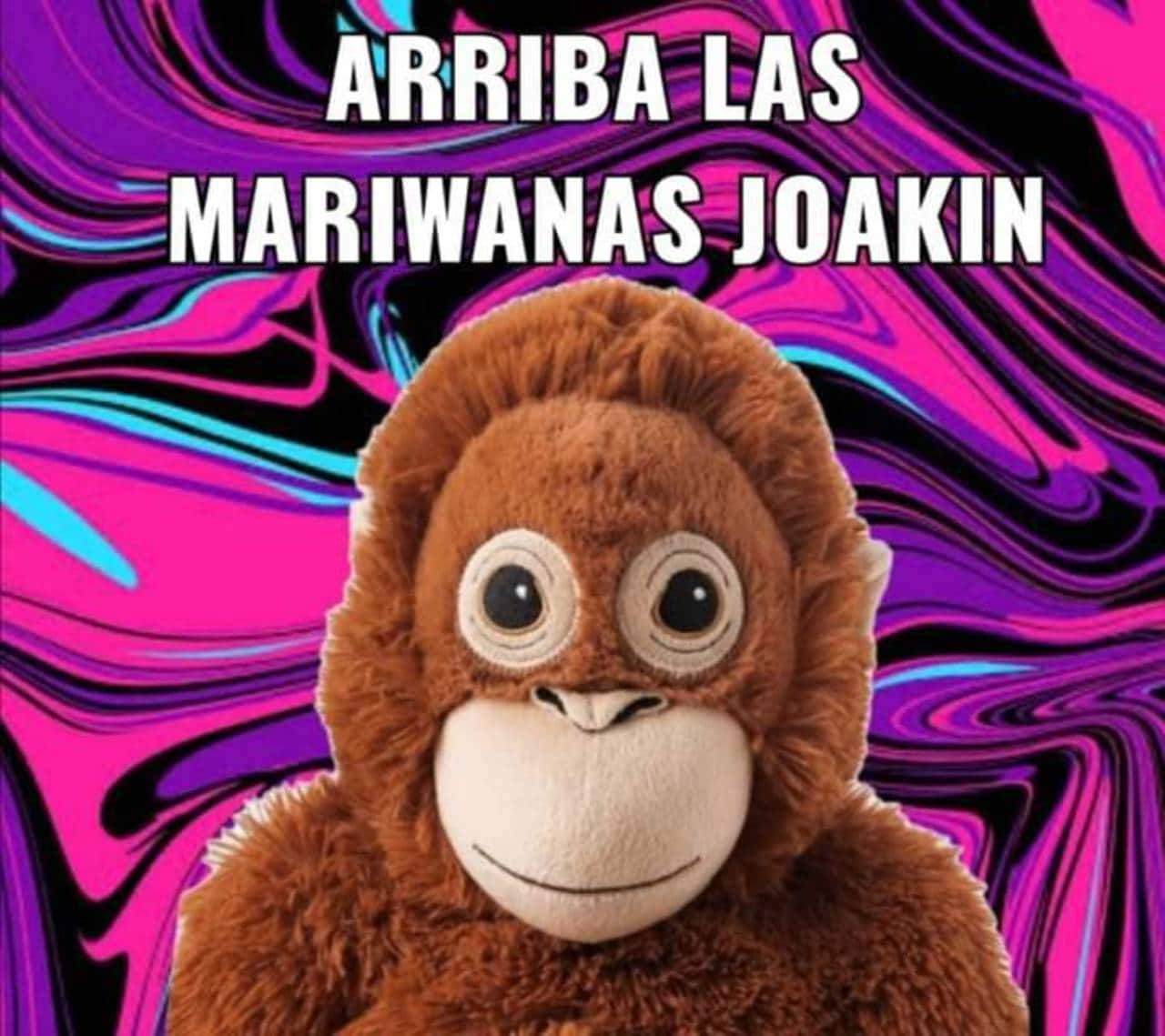 todos los memes lupe y joakín