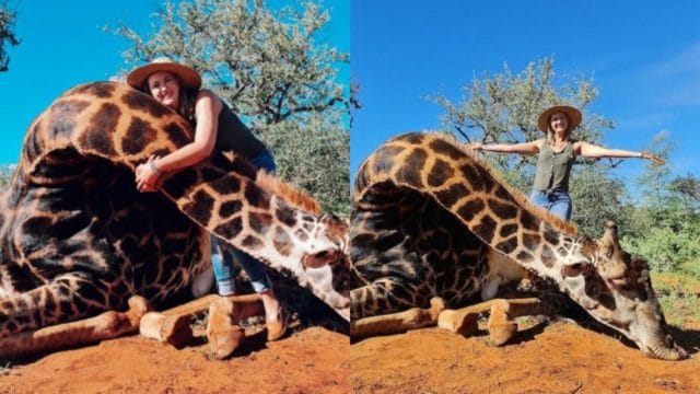Mujer posa con jirafa muerta