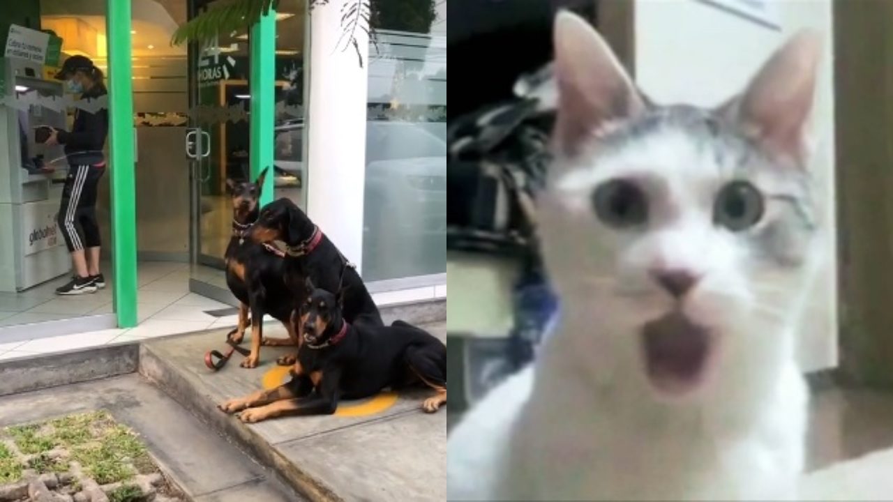 Mujer va a cajero con perros Doberman
