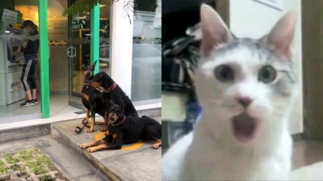 Mujer va a cajero con perros Doberman