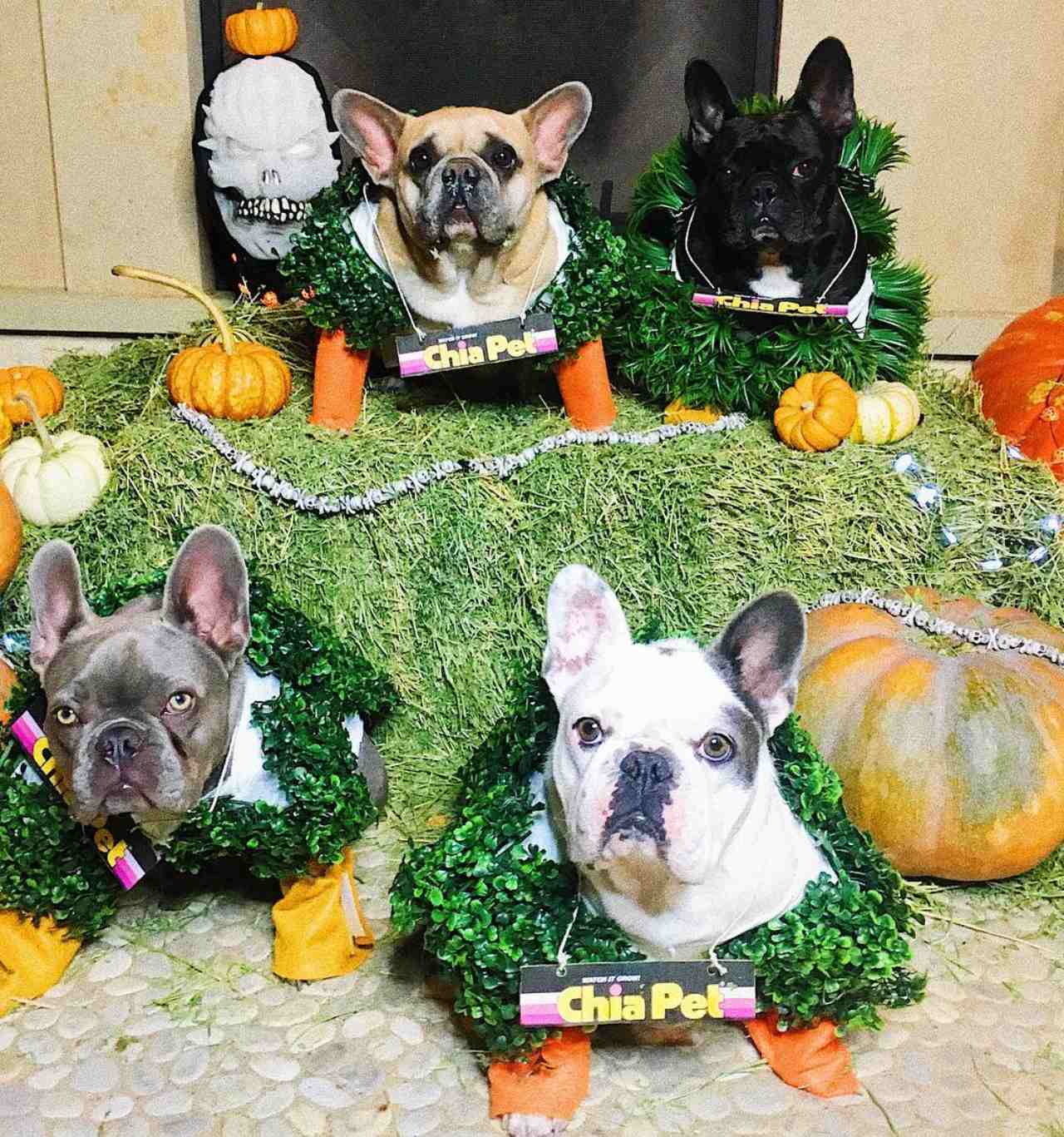 Perritos de Lady Gaga en halloween