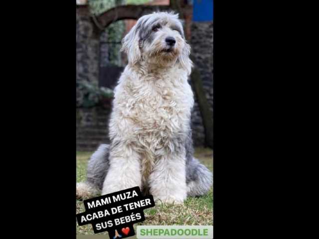 Julián Gil muestra a su perro Fuli