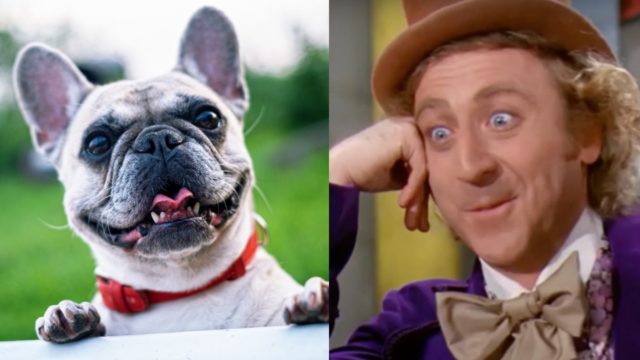 Perrito meme cuéntame más
