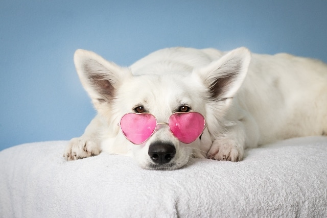 Perro con lentes