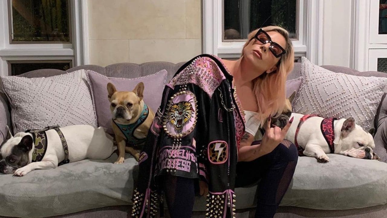 Lady Gaga con sus perros bulldog francés