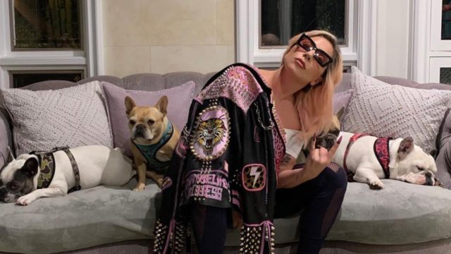 Lady Gaga con sus perros bulldog francés