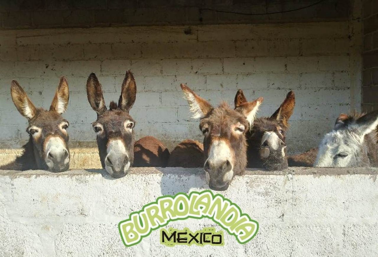 Un santuario de protección para burros