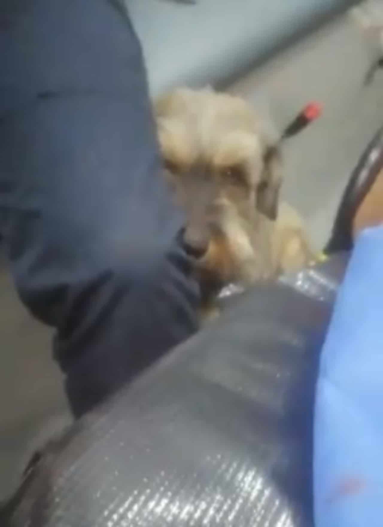 Juanito el perrito que persiguió una ambulancia