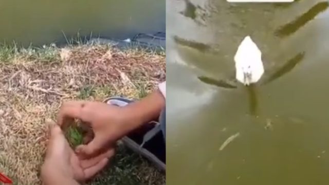 NiÃ±o con su rana, pato se la come