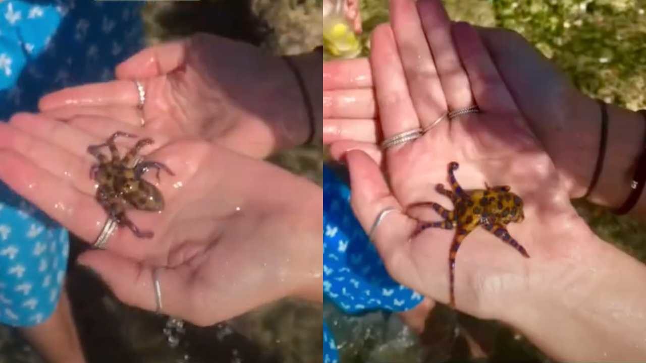 TikTok: Mujer se pone a jugar con pulpo sin saber que es venenoso