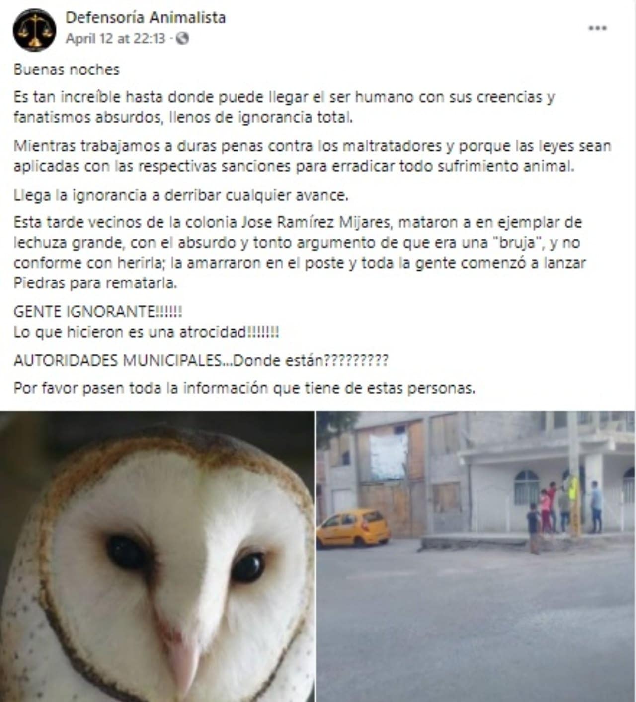 Defensoria animalista defiende lechuza bruja