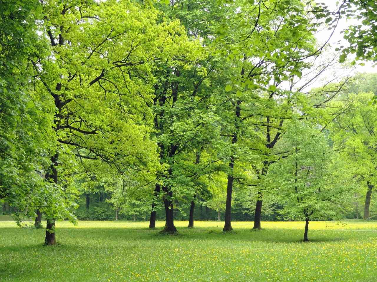 Plantar árboles para vivir