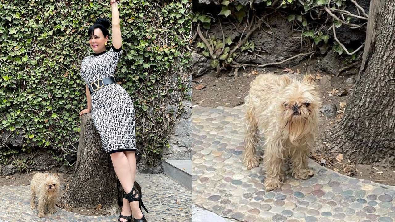 Maribel Guardia es criticada por tener a su perro "mugroso"