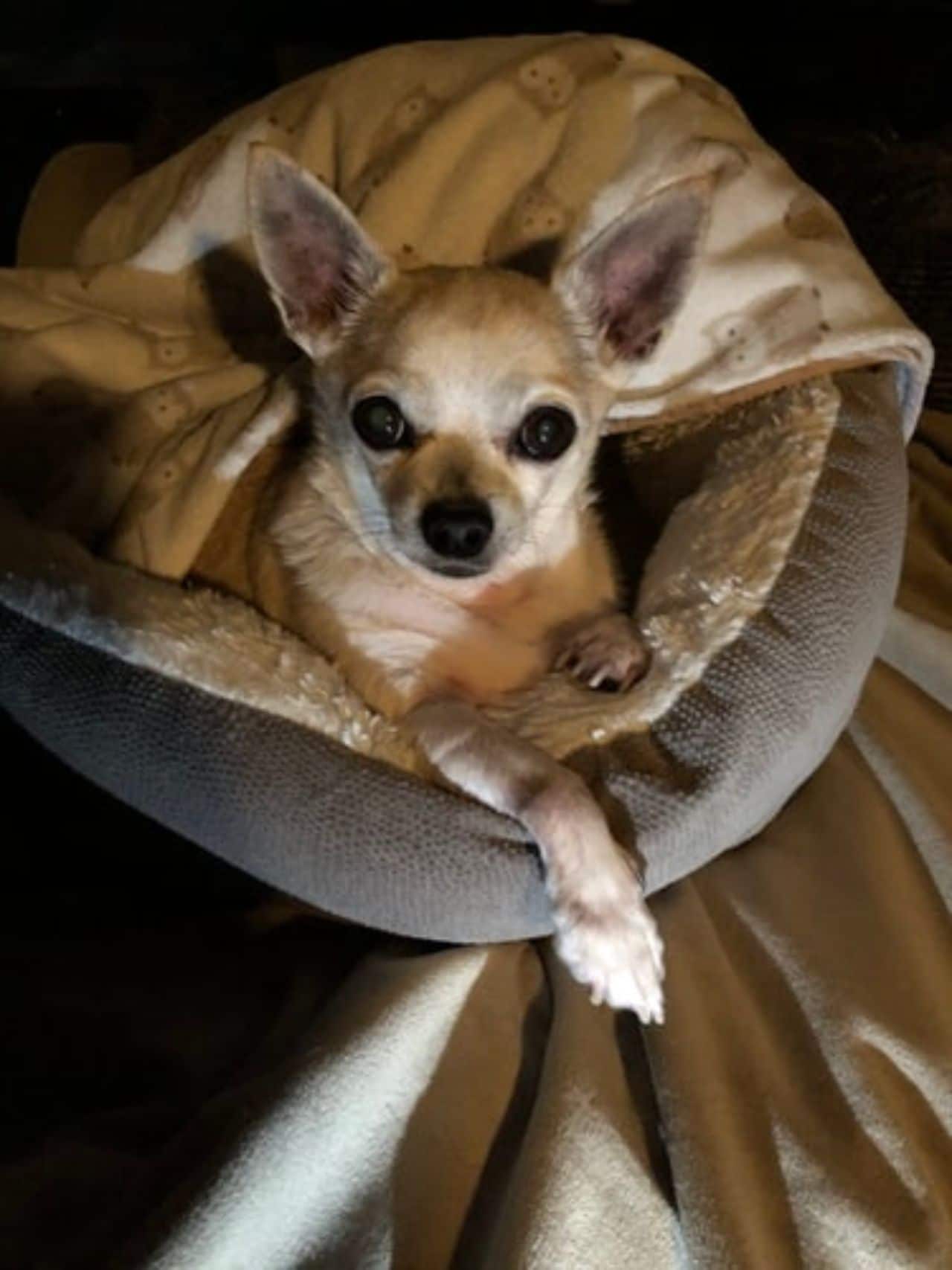 Perrita acostada en su cama tapada