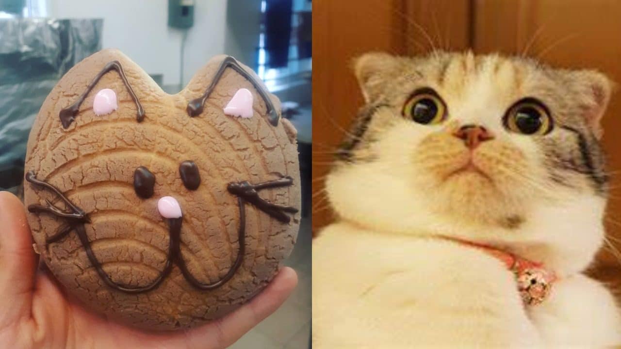 Michi concha meme gato espantado