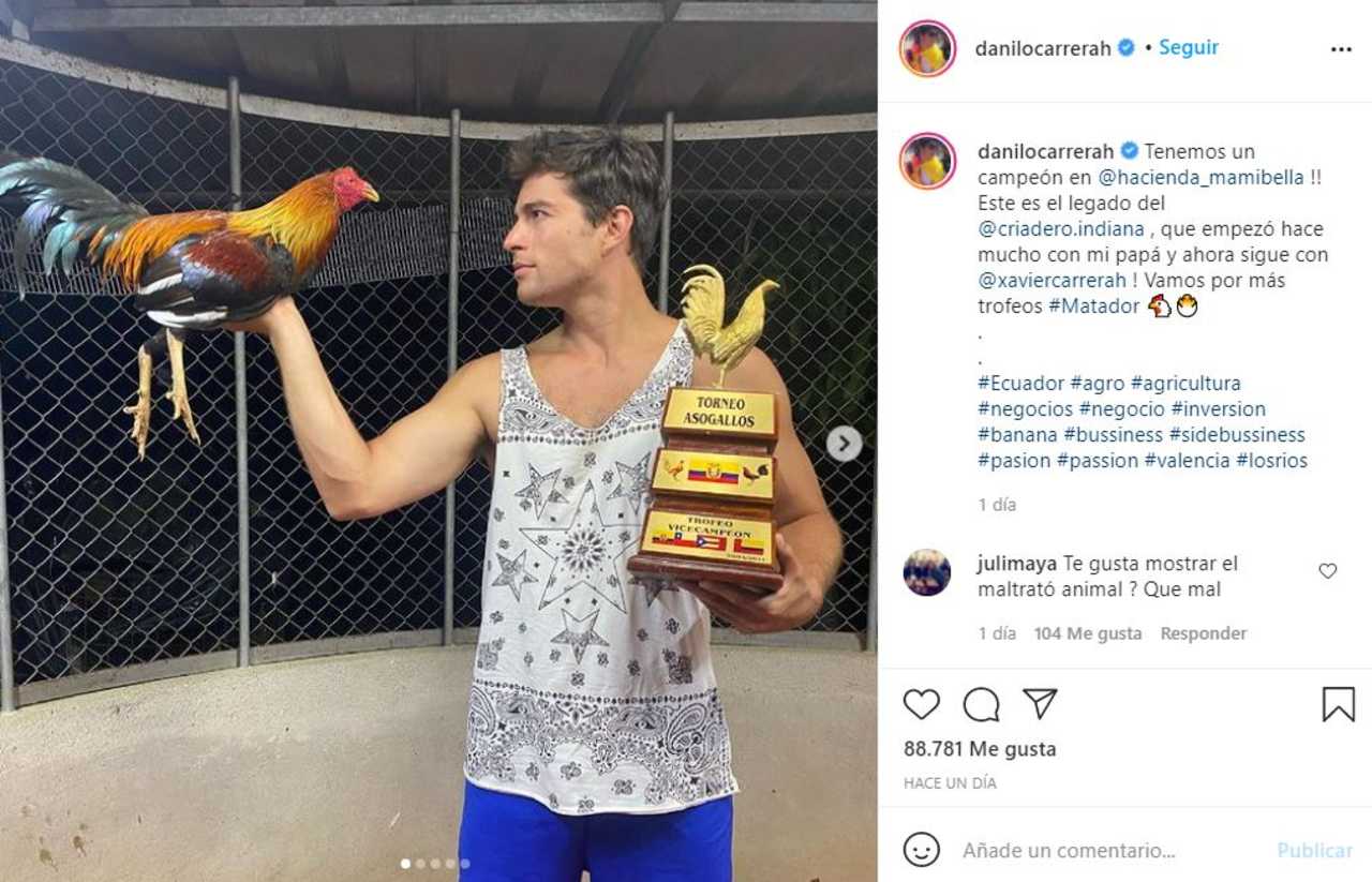 Danilo Carrera peleas de gallos