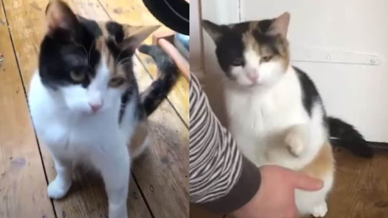 Gata sorda se comunica con sus dueños con lenguaje de señas