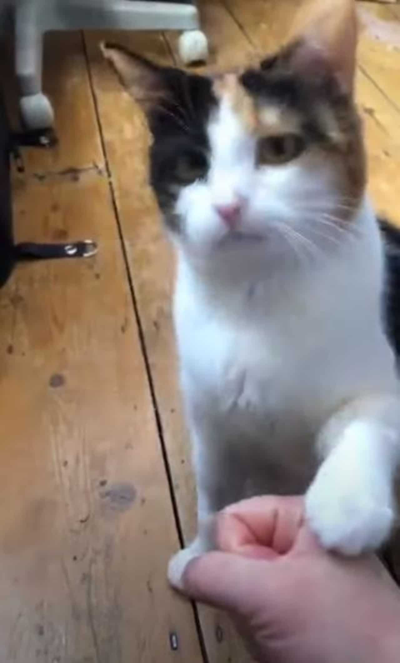 Gata sorda lenguaje de señas