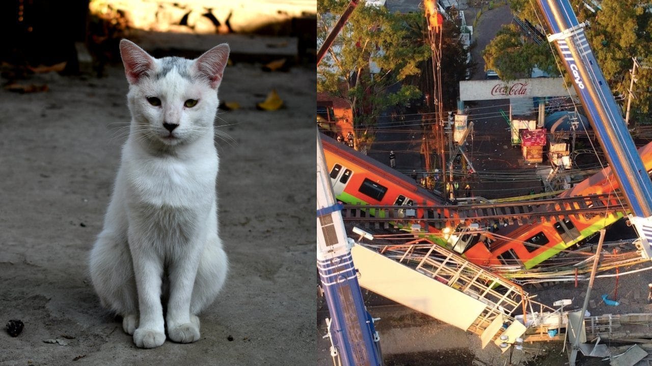 Gato sobrevive derrumbe Línea 12