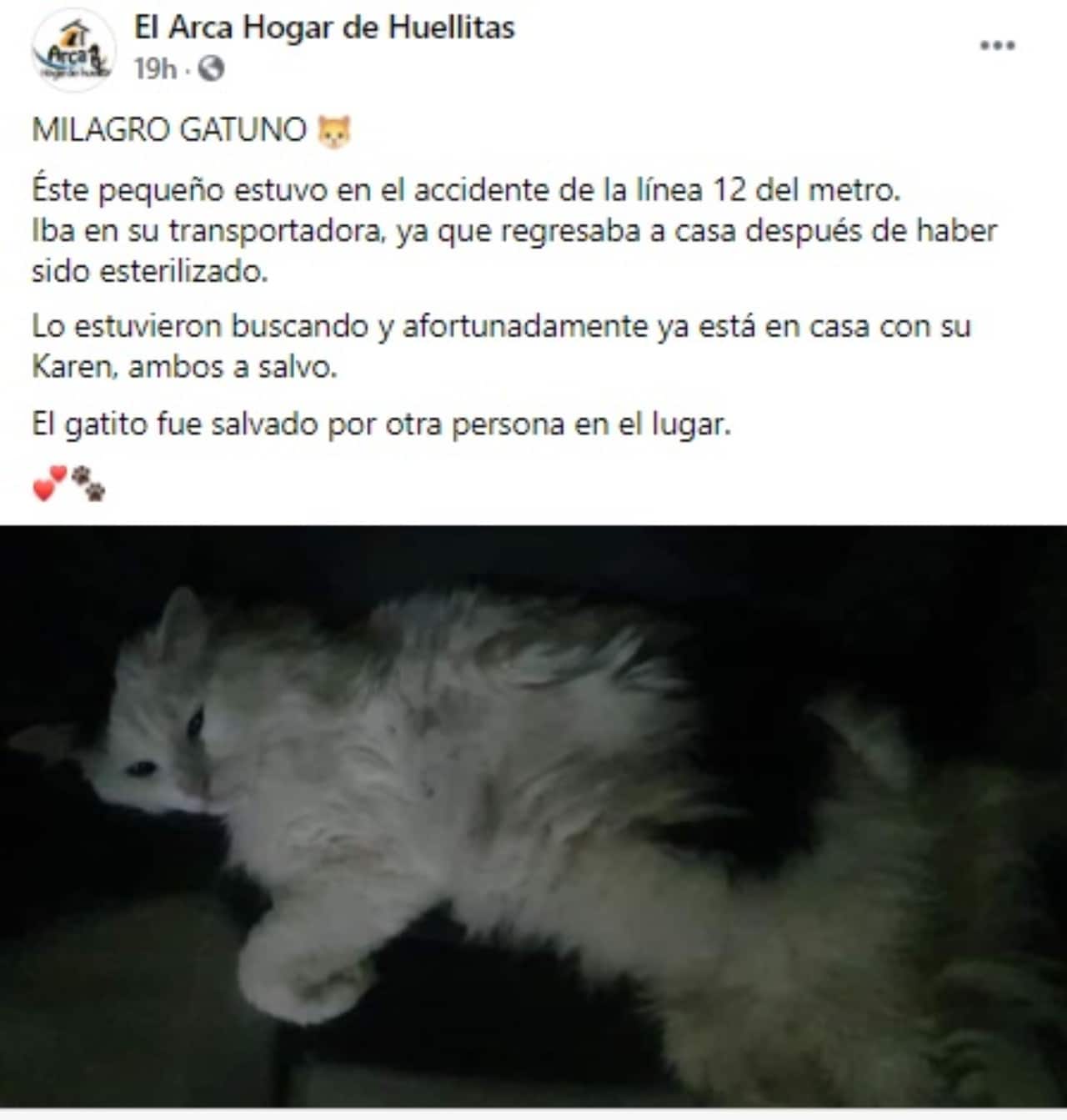 Gato sobreviviente colapso de metro