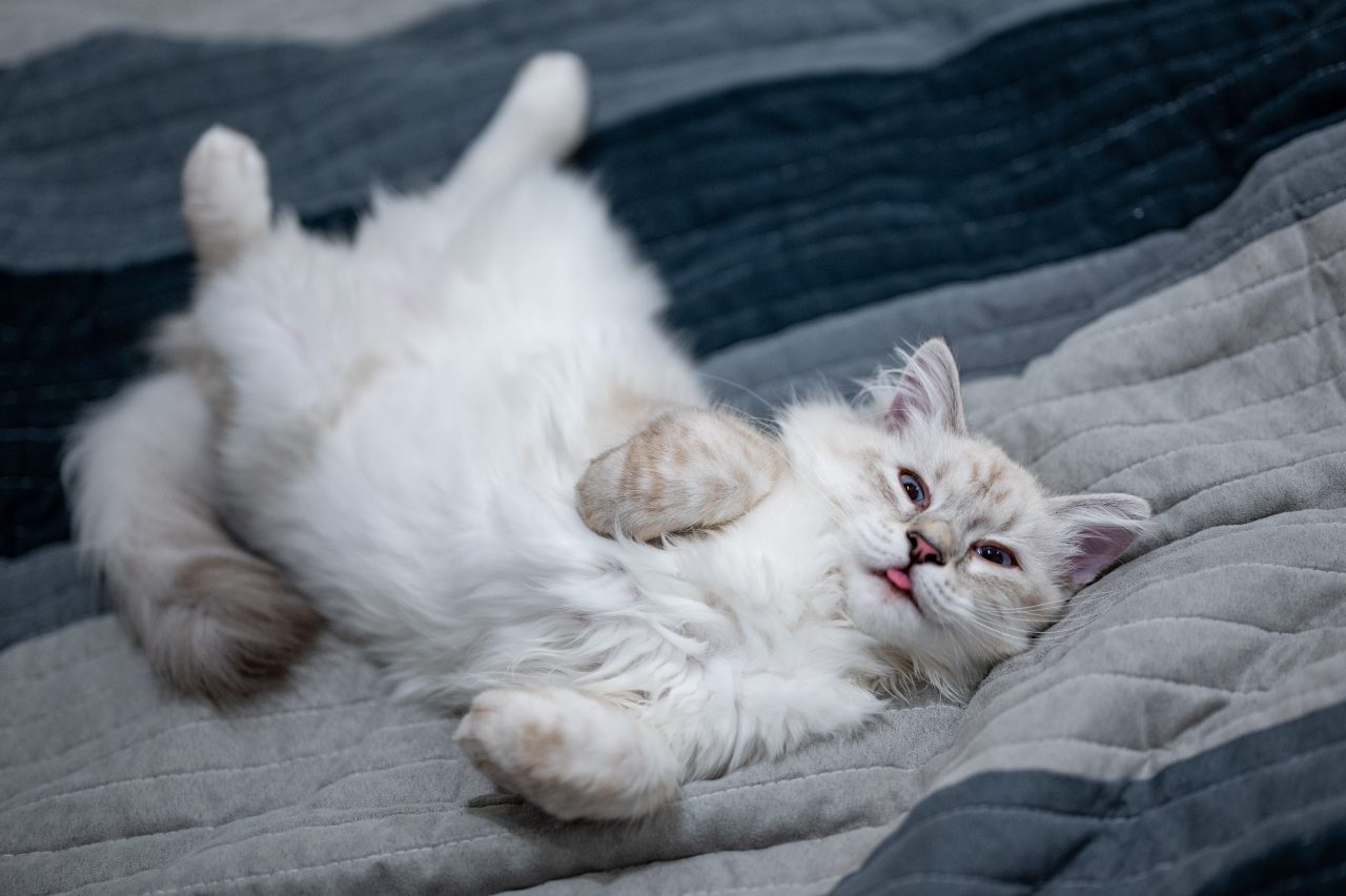 Gato blanco sobrevive Línea 12