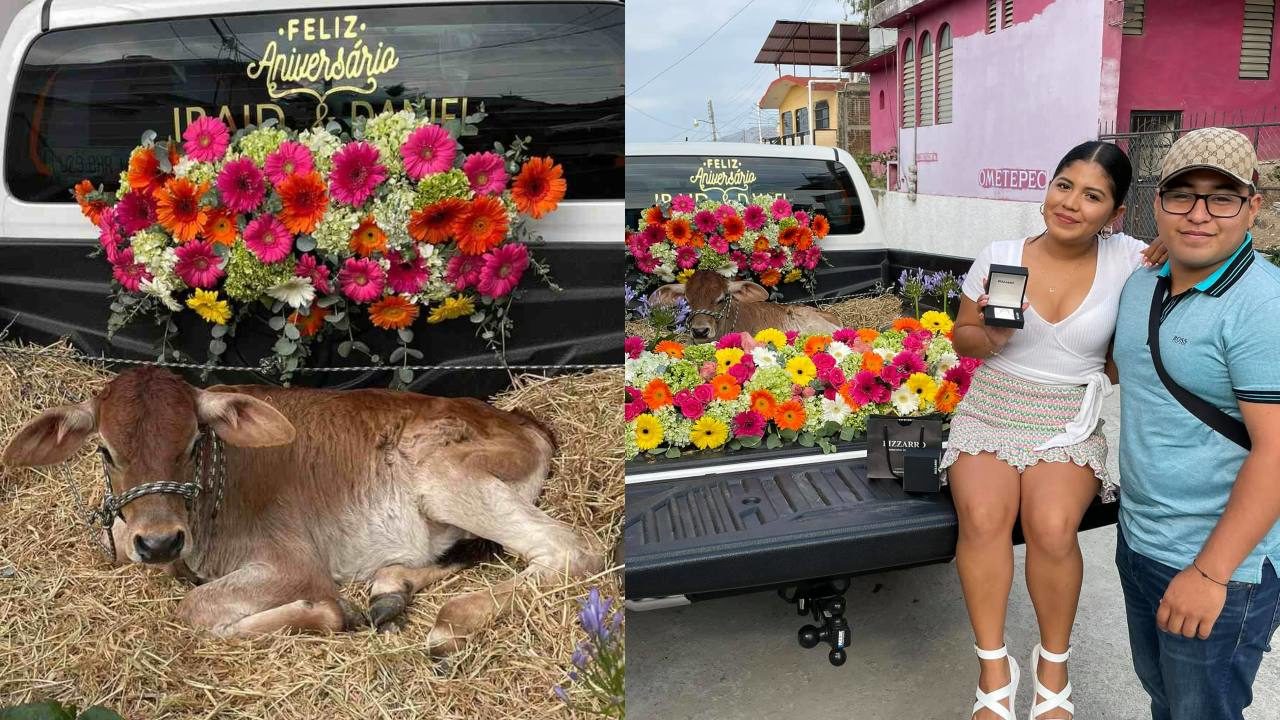Joven regala becerro a su novia por su primer aniversario