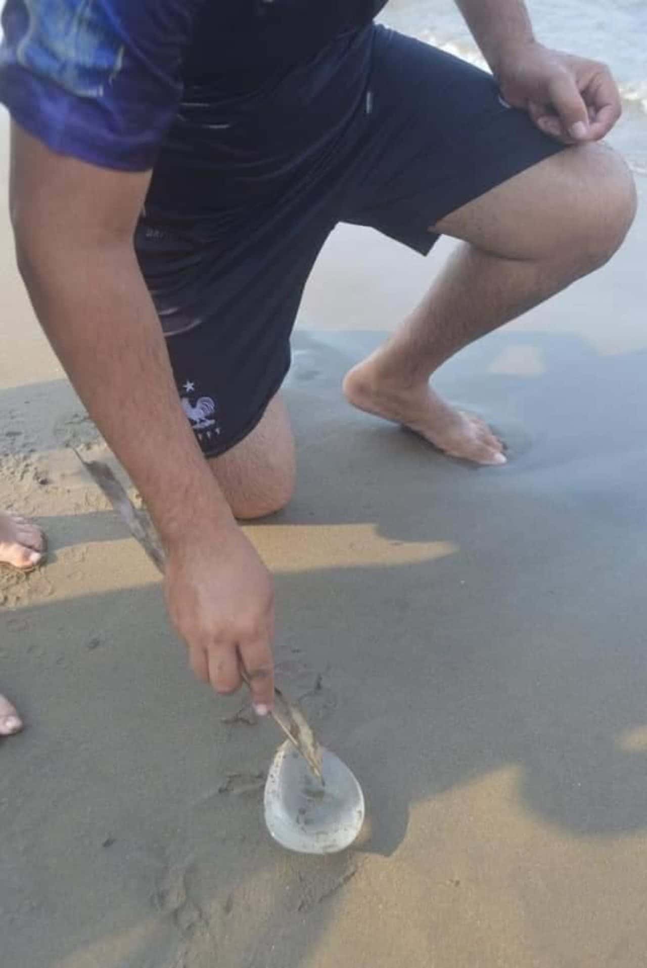 encuentran implante y piensan que es medusa
