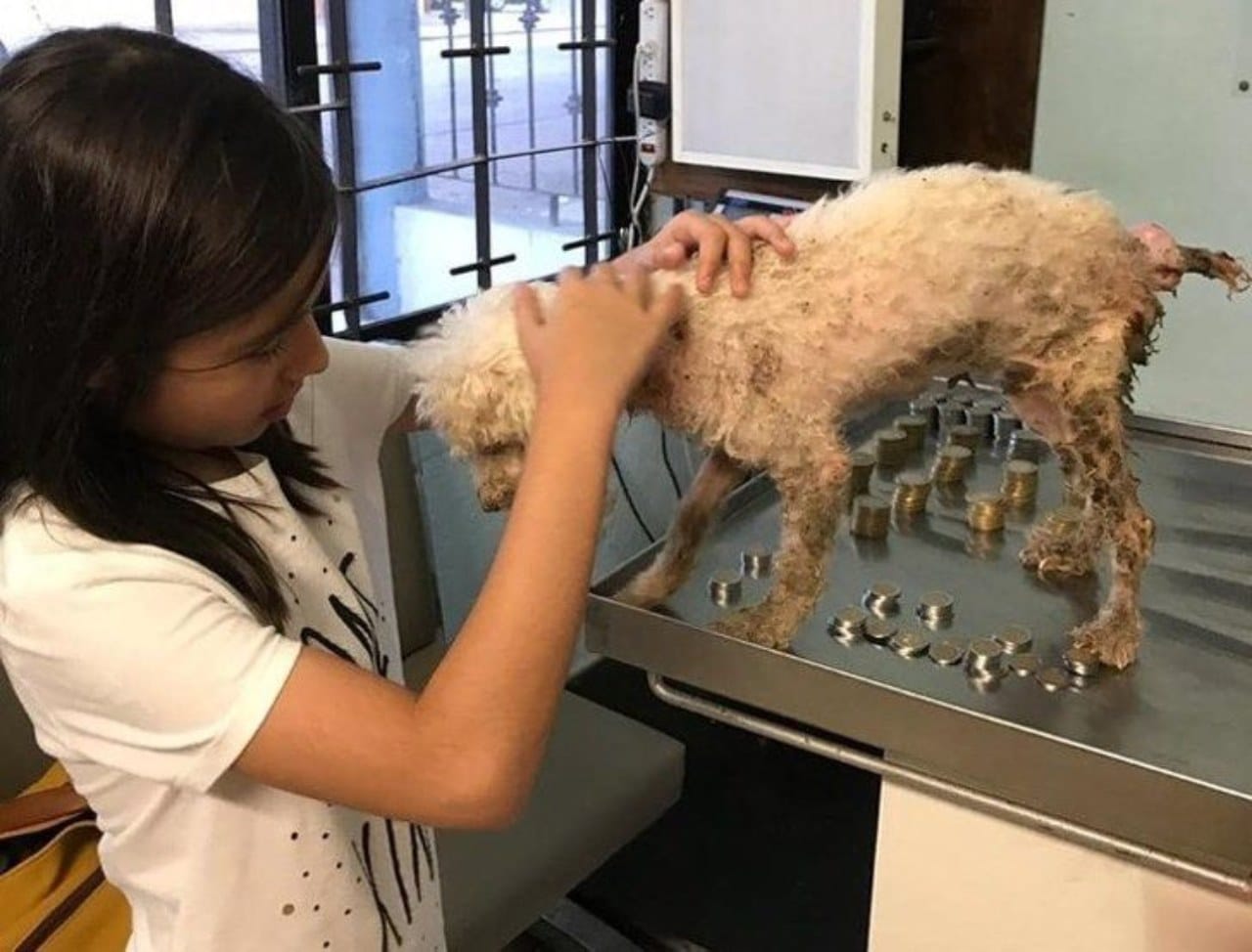 Dona ahorros adoptar perrita salvarla