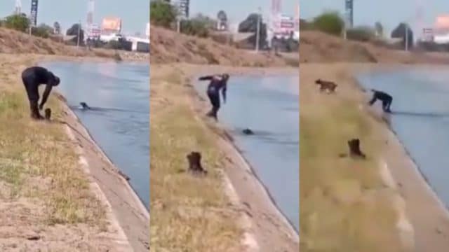 PolicÃ­a de CuliacÃ¡n salva a un perro de ahogarse en el canal