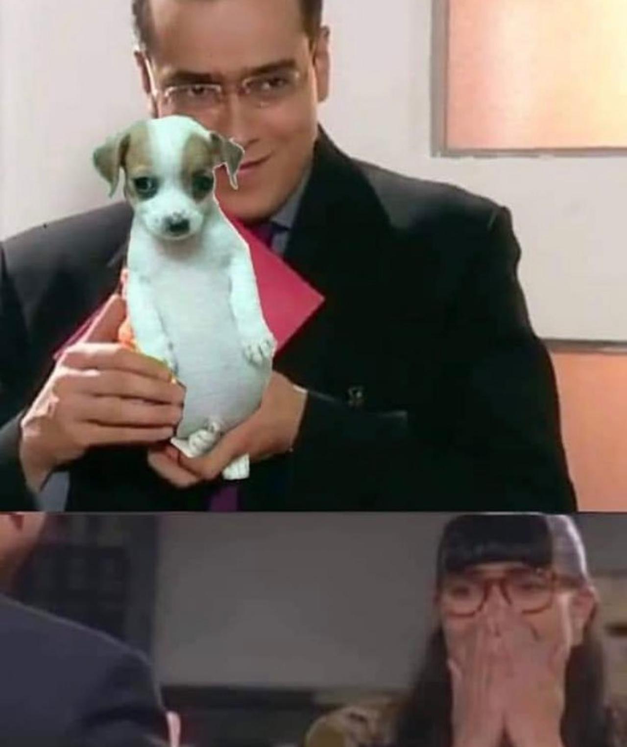 perro panson memes 