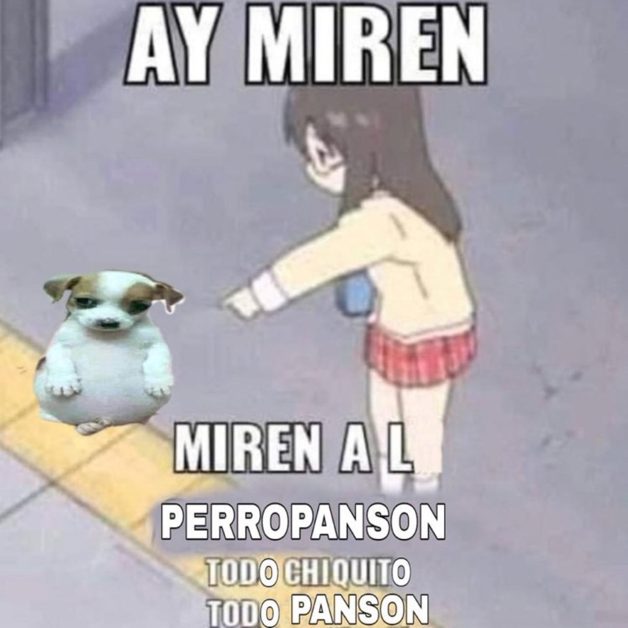 Perro panson todo chiquito todo panzon