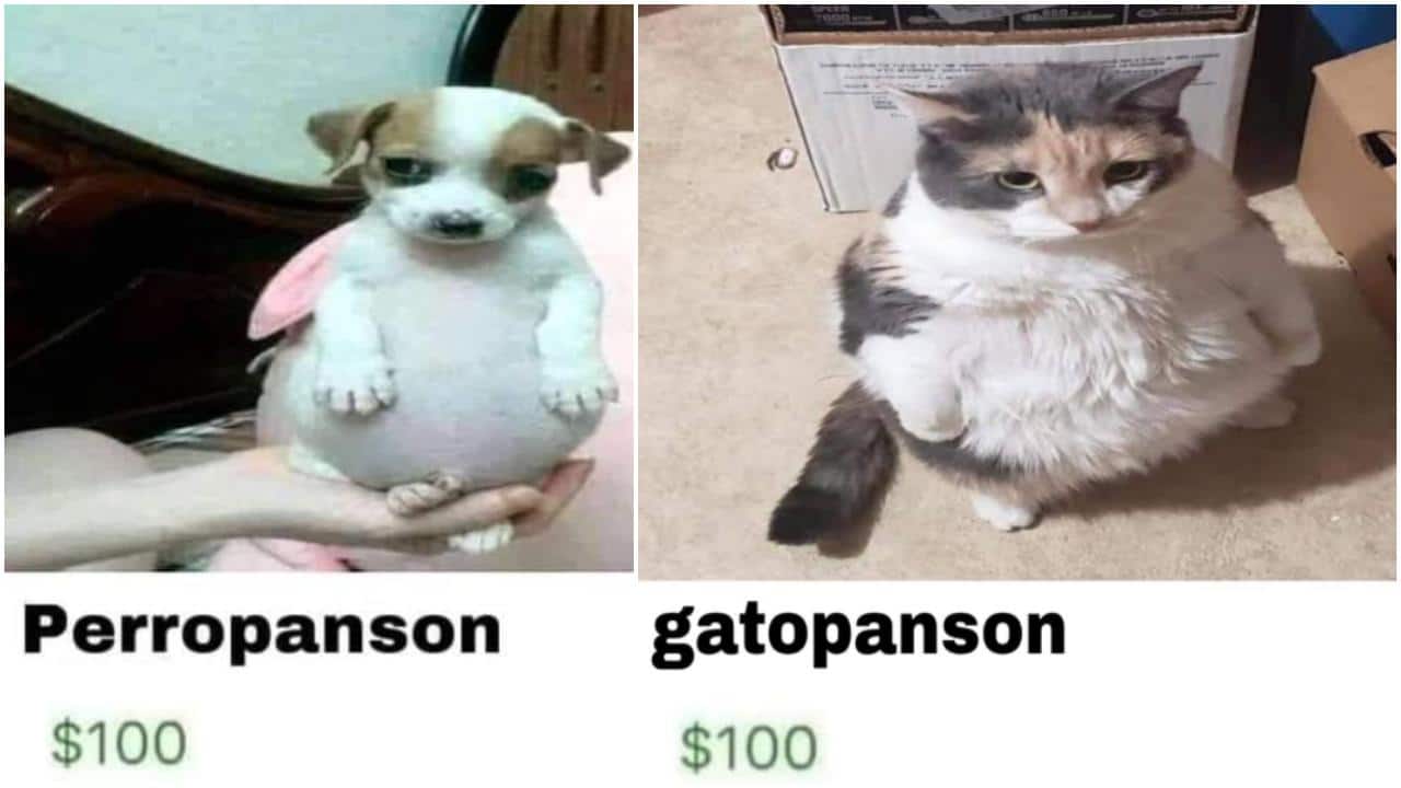 Mejores memes del perro panson