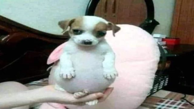 memes perro panson origen y de donde salio
